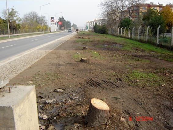 Yalova’da Ağaç Kesilmesi / Arif Atılgan