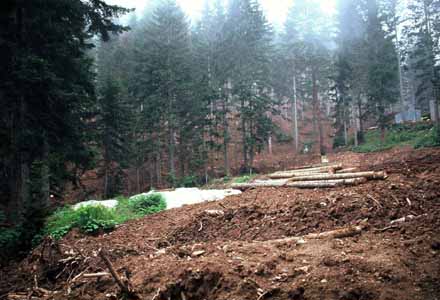 Canlı yaşamına karşı işlenen büyük ‘suç’: ‘Artvin Cerattepe katliamı’