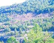 Anadolu ormanlarının mirası Beynam Ormanı