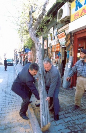 Aksaray’da ağaç kesenlere af yok