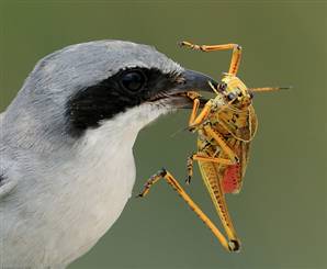 canly-turleri.jpg