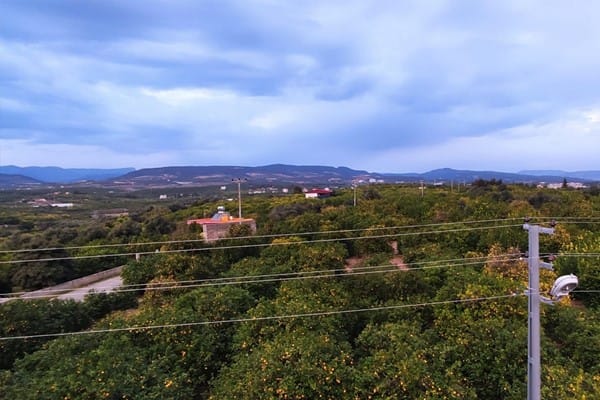 ‘Acele kamulaştırma’ kararına üretici tepkili: Zeytini söküp demir dikecekler