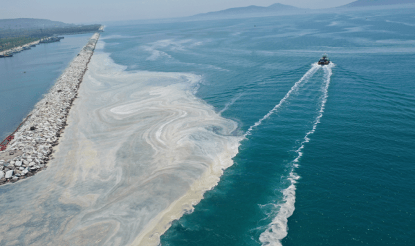 Dikkat çeken Marmara uyarısı: Denize girmek bir an önce yasaklanmalı