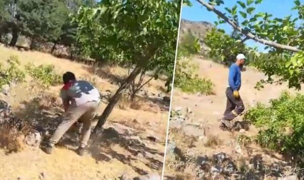 İzmir’de deprem konut alanında ağaç katliamı