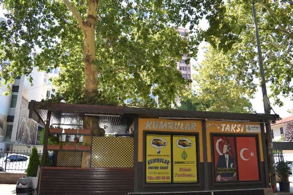 Saraçoğlu Mahallesi’ndeki tescilli ağaçlara telafisi imkansız zararlar veriliyor