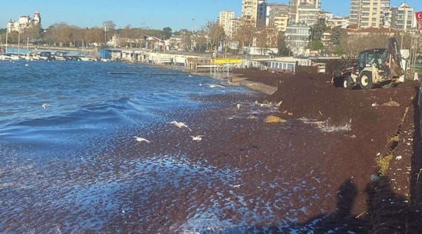 Şimdi de kırmızı yosun tehlikesi