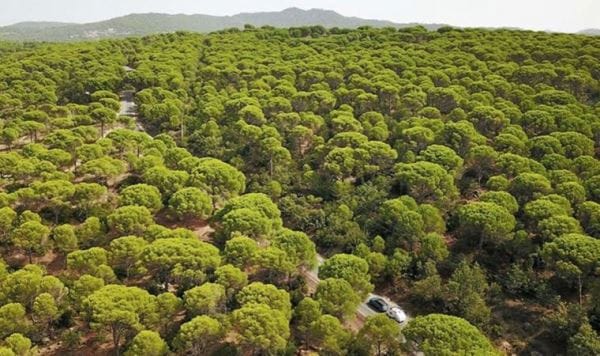 Yargı, Kozak Yaylası’ndaki talana ‘dur’ dedi