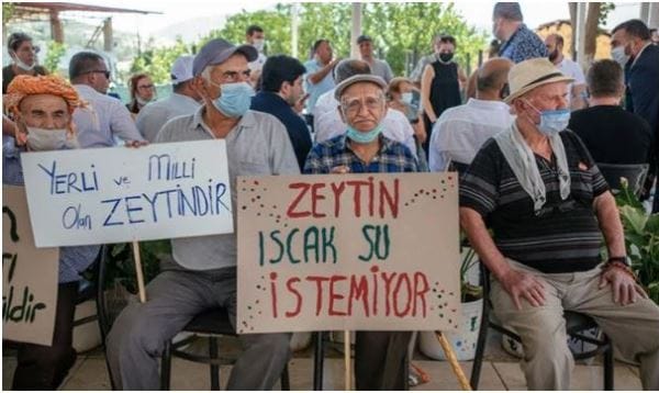Danıştay kararını verdi: Zeytinlikler kazandı