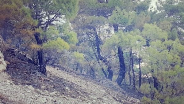 Bilirkişi: Solfasol orman alanındaki plan değişikliği imar mevzuatına ve planlamaya aykırı