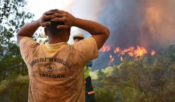 Orman Genel Müdürlüğü, milyonlarca ağacın kesim talimatını verdi