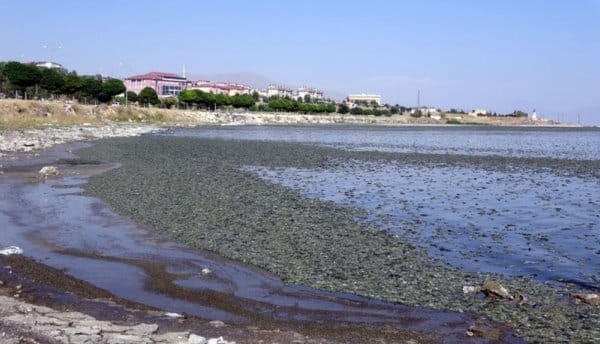 Van Gölü’nde ne oluyor? Sahili kapladı, uzmanı sebebini açıklayıp uyardı!