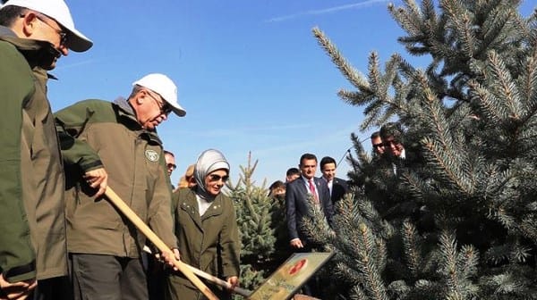Ağaçlar ormana dönüşmüyor
