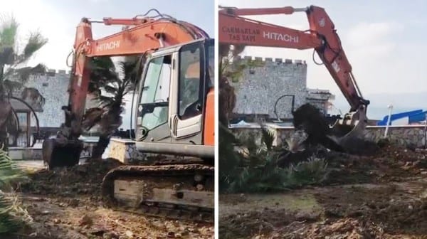 Kayyum palmiye ağaçlarını söktü!