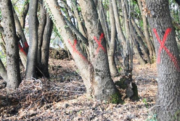Köyceğiz’de koruma altındaki sığla ağaçları kesilmek için işaretlendi