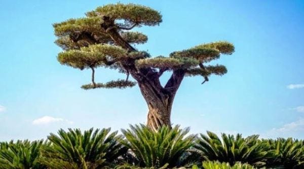 Türkiye’nin ilk bonsai müzesi Yalova’da kuruluyor