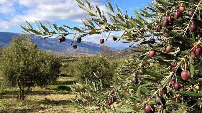 Zeytin, barış ve adalet / Gürkan Akgün