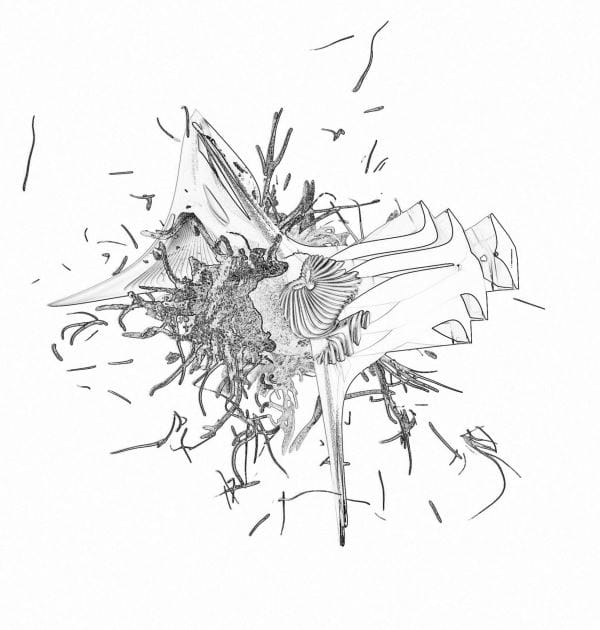 Arch2O-Constructed-expanding-Wetland-22