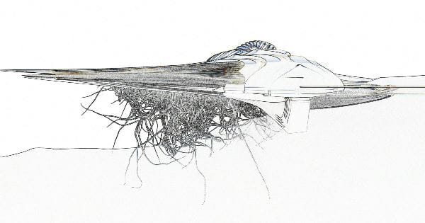 Arch2O-Constructed-expanding-Wetland-23