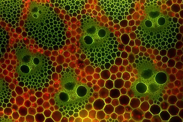 biomorph-AA-2-600x400