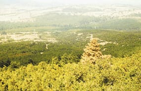 Kaz Dağlarına kıymayın