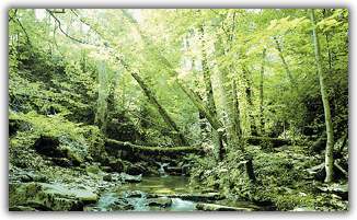 Kaz Dağları milli park olsun