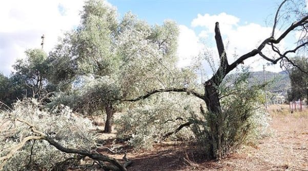 mugla-da-olusan-hortum-zeytin-agaclarini-soktu-207592-5