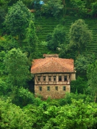 rize1.jpg